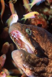 One of three eels, which was too close for comfort. I lik... by Sean Sequeira 